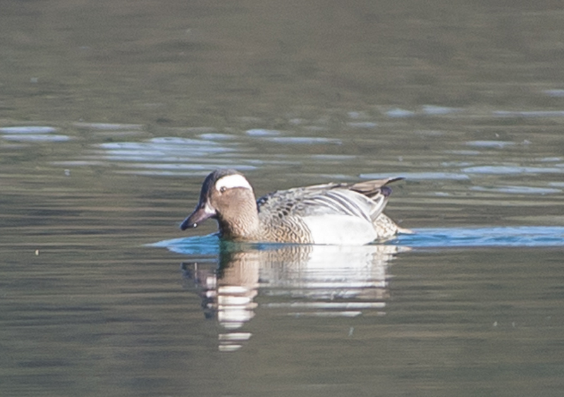 Marzaiola (Spatula querquedula), maschio